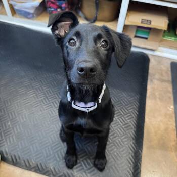 German Shepherd Dog and Mixed Breed Dogs Available for Adoption in Riverwoods, Illinois - Sasha | PetCurious