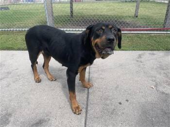 PISTACIO CREAM MILKSHAKE -  Rottweiler and Mixed Breed Dog for Adoption in Corpus Christi, Texas - PISTACIO CREAM MILKSHAKE | PetCurious
