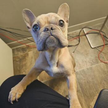 Francine - Foster -  French Bulldog Dog for Adoption in Walker, Michigan - Francine - Foster | PetCurious