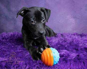 Catahoula Leopard Dog and American Bulldog Dogs Available for Adoption in Munford, Tennessee - Slightly | PetCurious