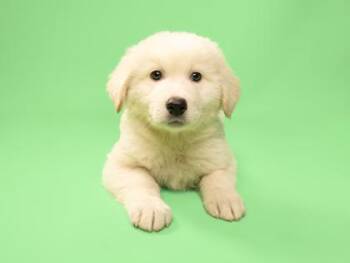 Great Pyrenees and Mixed Breed Dogs Available for Adoption in Fort Worth, Texas - Amarillo | PetCurious