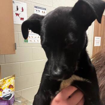 Bert -  Mixed Breed Dog Available for Adoption in Bristol, Indiana - Bert | PetCurious