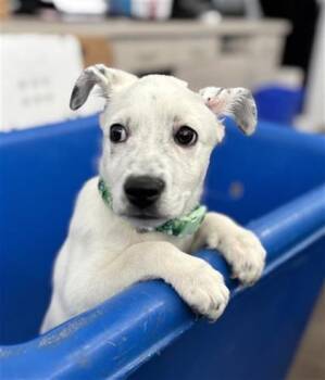 Juju Bean -  Dalmatian and Mixed Breed Dog for Adoption in Morton Grove, Illinois - Juju Bean | PetCurious