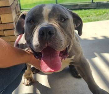Pit Bull Terrier Dogs Available for Adoption in Pueblo, Colorado - MR. HANDSOME | PetCurious