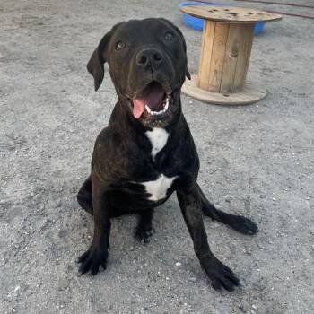 MOOSEY -  Pit Bull Terrier and Mixed Breed Dog for Adoption in Riverside, California - MOOSEY | PetCurious