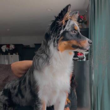 Rocky -  Australian Shepherd Dog for Adoption in West Des Moines, Iowa - Rocky | PetCurious