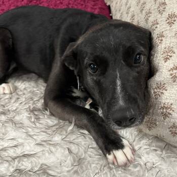 Venus -  Cattle Dog and Mixed Breed Dog for Adoption in San Francisco, California - Venus | PetCurious