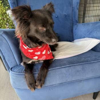 Willow -  Akita and Terrier Dog for Adoption in Poway, California - Willow | PetCurious
