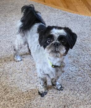 Dusty -  Shih Tzu Dog for Adoption in Lisbon, Iowa - Dusty | PetCurious