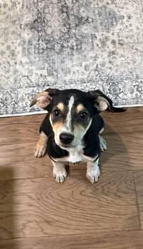 Beth -  Beagle and Catahoula Leopard Dog Dog for Adoption in Watertown, Connecticut - Beth | PetCurious