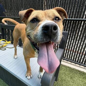 Buttercup -  Mixed Breed Dog for Adoption in Greensboro, North Carolina - Buttercup | PetCurious