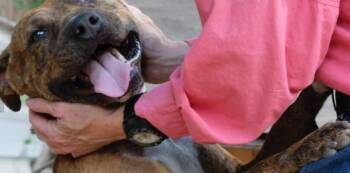 Rescue Airedale Terrier Dogs for Adoption in Houston, Texas - Cooper | PetCurious