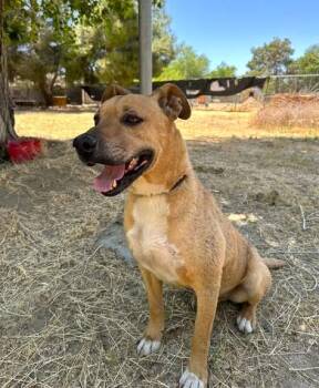Howie -  Labrador Retriever and Rhodesian Ridgeback Dog for Adoption in Ventura, California - Howie | PetCurious