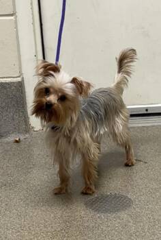 Rescue Yorkshire Terrier Dogs for Adoption in Montville, New Jersey - Catalina Crunch | PetCurious