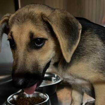 Manson -  German Shepherd Dog Dog for Adoption in Gadsden, Alabama - Manson | PetCurious