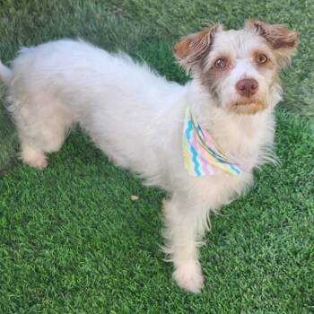 Yorkshire Terrier Dogs Available for Adoption in Las Vegas, Nevada - May | PetCurious