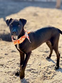Rescue Labrador Retriever Dogs for Adoption in Muskegon, Michigan - Berry | PetCurious