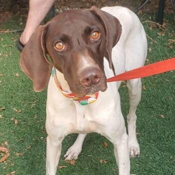 Rescue German Shorthaired Pointer Dogs for Adoption in Woolwich, Maine - Chrissy | PetCurious