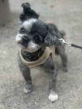 Rescue Shih Tzu Dogs for Adoption in Minneapolis, Minnesota - Bentley *FOSTER HOME NEEDED* | PetCurious