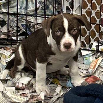 Rootin-Tootin Raspberry -  Mixed Breed Dog for Adoption in Dekalb, Illinois - Rootin-Tootin Raspberry | PetCurious