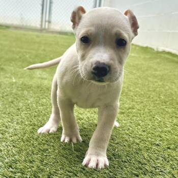 MARCO 6341 -  Terrier and Mixed Breed Dog for Adoption in Loxahatchee Groves, Florida - MARCO 6341 | PetCurious