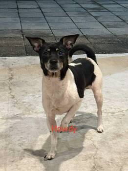 Rescue Jack Russell Terrier and Chihuahua Dogs for Adoption in Woodstock, Ontario - Howdy | PetCurious