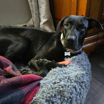 Jacoby -  Mixed Breed Dog for Adoption in Plainfield, Connecticut - Jacoby | PetCurious