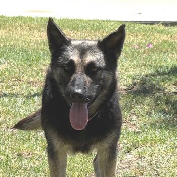 Jamie Lee -  German Shepherd Dog and Mixed Breed Dog for Adoption in Fresno, California - Jamie Lee | PetCurious