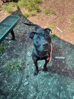 BARKLEY -  Labrador Retriever and Mixed Breed Dog for Adoption in Leesburg, Virginia - BARKLEY | PetCurious