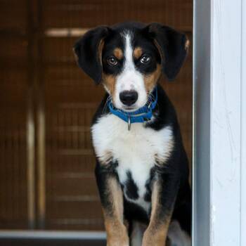 Collie and Mixed Breed Dogs Available for Adoption - Sherlock Holmes | PetCurious
