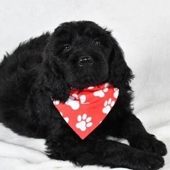 Standard Poodle and Labrador Retriever Dogs Available for Adoption in Johnson City, Tennessee - Strawberry | PetCurious