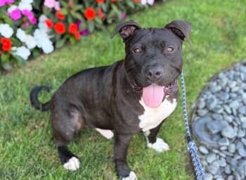 Bronco --Courtesy Post. Out of town pet. See below for details-- -  Pit Bull Terrier Dog for Adoption in Eagle, Idaho - Bronco --Courtesy Post. Out Of Town Pet. See Below For Details-- | PetCurious