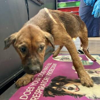 Nebula -  Chow Chow and Rottweiler Dog for Adoption in Livingston, Texas - Nebula | PetCurious