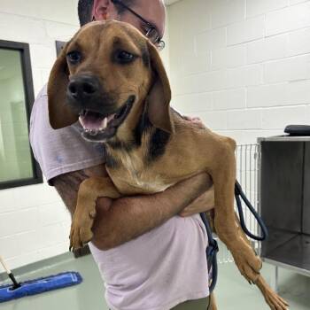 SVAS-Stray-39016 -  Hound and Mixed Breed Dog for Adoption in Lyndhurst, Virginia - SVAS-Stray-39016 | PetCurious
