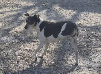 Greyhound Dogs Available for Adoption - VISTA | PetCurious