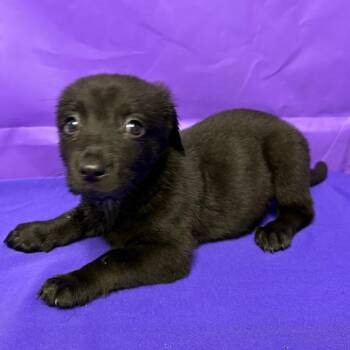 Dapper -  Australian Shepherd and Mixed Breed Dog for Adoption in North Myrtle Beach, South Carolina - Dapper | PetCurious