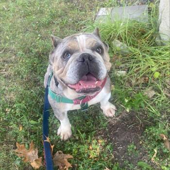 Skye -  Mixed Breed Dog for Adoption in Oshkosh, Wisconsin - Skye | PetCurious