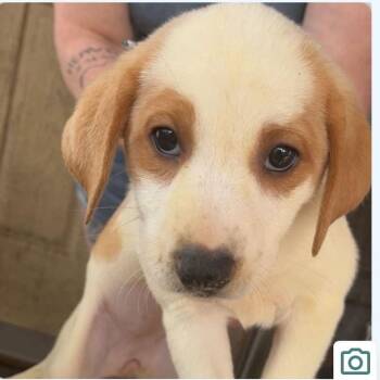 Terrier Dogs Available for Adoption - Rosabelle | PetCurious