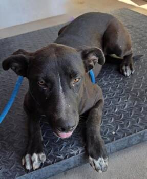 DOG 1 -  Pit Bull Terrier and Mixed Breed Dog for Adoption in El Paso, Texas - DOG 1 | PetCurious