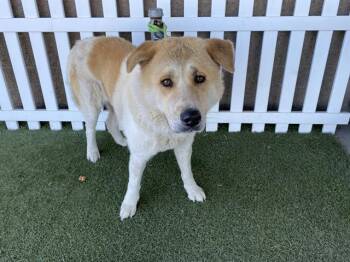 Akita and Mixed Breed Dogs Available for Adoption in Modesto, California - A609848 | PetCurious