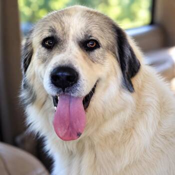 Bennett -  Great Pyrenees Dog for Adoption in Thomasville, North Carolina - Bennett | PetCurious