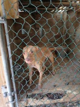 BONNIE -  American Staffordshire Terrier Dog for Adoption in Fort Lauderdale, Florida - BONNIE | PetCurious