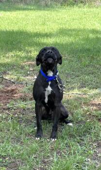 Black Labrador Retriever Dogs Available for Adoption in Plano, Texas - Ollie | PetCurious