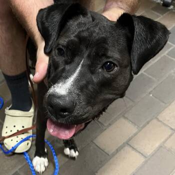 Ember -  Black Labrador Retriever and Pit Bull Terrier Dog for Adoption in Greensboro, North Carolina - Ember | PetCurious