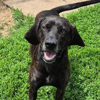 Louise -  Plott Hound Dog for Adoption in Milford, Iowa - Louise | PetCurious