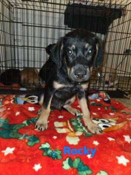 Doberman Pinscher and Chihuahua Dogs Available for Adoption in Ridgefield, Connecticut - Rocky | PetCurious