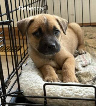 Rebecca Welton-Ted Lasso Litter -  Mixed Breed Dog for Adoption in Columbus, Ohio - Rebecca Welton-Ted Lasso Litter | PetCurious