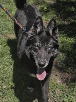 Mixed Breed Dogs Available for Adoption in Nashville, Tennessee - Griselda | PetCurious
