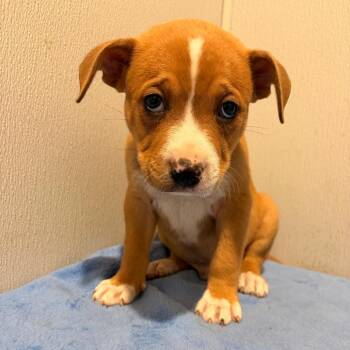 Grouper -  Terrier Dog for Adoption in Tampa, Florida - Grouper | PetCurious