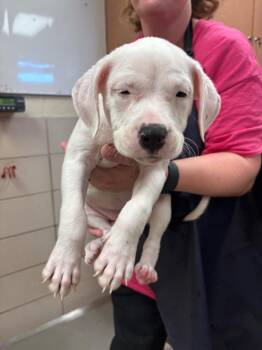 Dolly -  Mixed Breed Dog for Adoption in Bossier City, Louisiana - Dolly | PetCurious